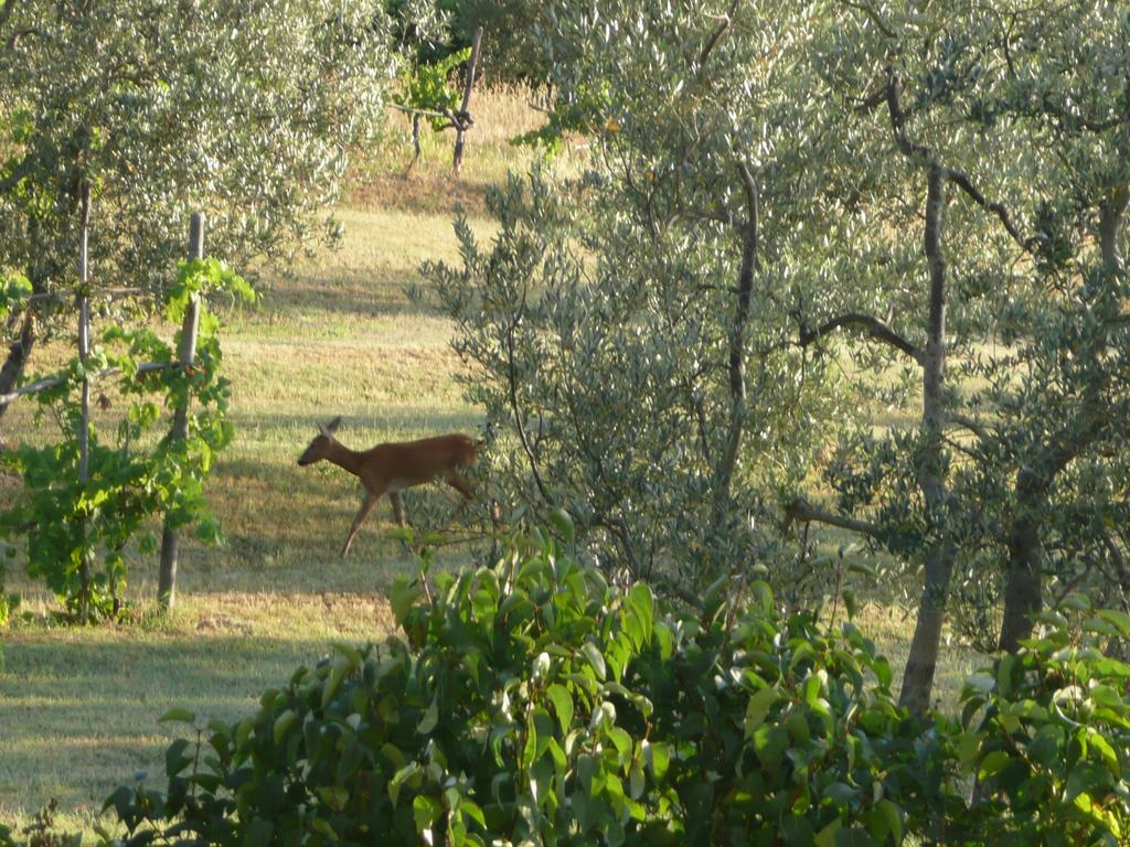 Casa Ercole Farm Stay Greve in Chianti Buitenkant foto